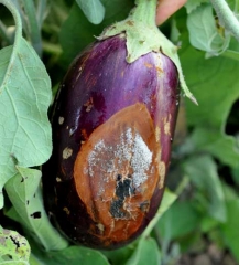A brownish, canker rot has developed on this damaged and already injured fruit.  <i> <b> Botrytis cinerea </b> </i>