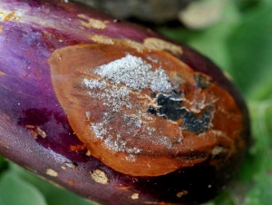 A grayish mold grows in the rotten area of ​​this fruit.  The conidia of <i> <b> Botrytis cinerea </b> </i> are clearly visible.