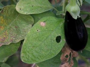 <b>Moths</b> on eggplant.