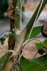 <i><b>Sclerotinia sclerotiorum</b></i> (<i>Sclerotinia</i> drop) on eggplant.