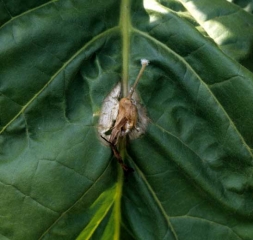 <i><b>Sclerotinia sclerotiorum</b></i> (<i>Sclerotinia</i> drop) on eggplant.