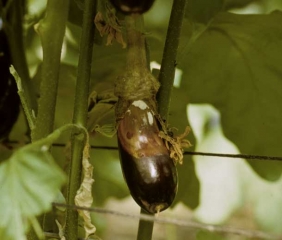 <i><b>Sclerotinia sclerotiorum</b></i> (<i>Sclerotinia</i> drop) on eggplant.