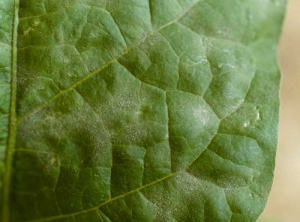 <b><i>Oidium</i> spp.</b> (powdery mildew) on eggplant.