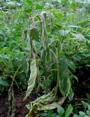 <i><b>Ralstonia solanacearum</b></i> (<i>Pseudomonas solanacearum</i>, bacterial wilt) on eggplant.