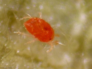 Appearance of the red mite <b> <i> Tetranychus cinnabarinus </i> </b>.