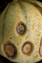 As they evolve, the spots become concave, and are covered with salmon-pink fruiting bodies: the acervuli of </b><i> <b> Colletotrichum orbiculare </b> </i> </b>.  These can be arranged in concentric circles as is the case on this melon.  (anthracnose)