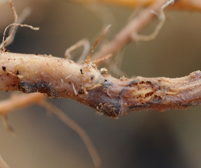 On this altered root, there are black lines within the more or less rotten root cortex: these are pseudo-stromas of <b> <i> Phomopsis sclerotioides </i> </b> (black root rot)
