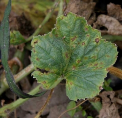Several spots of still limited size, brown, dot and somewhat distort the blade of this melon leaf.  A discreet yellow halo sometimes surrounds them.  <i> <b> Cladosporium cucumerinum </b> </i>