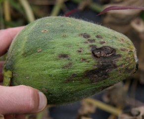 This young melon fruit is partially covered with canker spots, moist and more or less spore-forming which are responsible for its deformation.  <i> <b> Cladosporium cucumerinum </b> </i>
