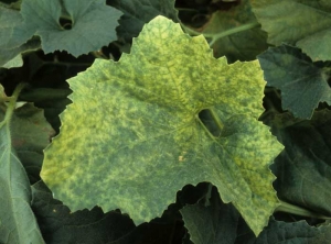 Heterogeneous yellowing of the leaf blade giving this melon leaf the appearance of a mosaic not to be confused with that induced by a virosis.  <b> <i> Fusarium oxysporum </i> f.  sp.  <i>melonis</i> </b> (fusarium)