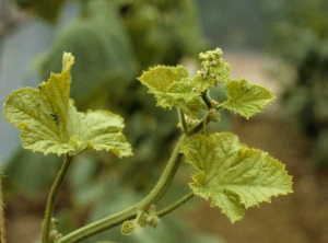 Growth arrest and yellowing of the leaves of the melon apex.  <b> Zucchini yellow mosaic virus </b> (<i> Zucchini yellow mosaic virus </i>, ZYMV)