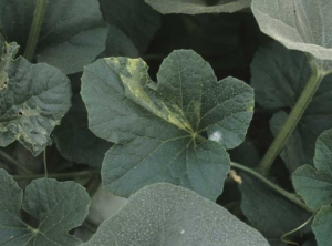 On part of this melon leaf, we can observe small contiguous patches more or less discolored.  Their hue varies from pale yellow to white.  Make no mistake, this is not a localized viral mosaic.  <b> Genetic anomaly </b> (sector chimera)