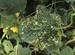 Numerous beige to brown necrotic lesions cover and deform the blade of this melon leaf, some are located along the veins.  <b> Phytotoxicity </b>