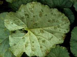 On the underside of this leaf, there are recently developed wet, oily spots.  <b> <i> Pseudoperonospora cubensi </i> s </b> (downy mildew)