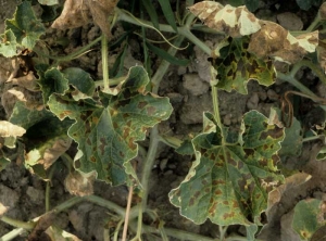 The many brown and necrotic spots formed on these leaves cause their deformation.  <b> <i> Pseudoperonospora cubensis </i> </b> (downy mildew)