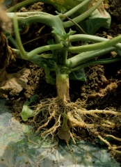 The neck of this melon stalk shows a corky appearance and longitudinal cracks;  it is wet to the touch.  The roots are in comparable condition.  <b> Crown and corky roots not parasitic </b>