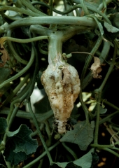 The neck of this melon stalk is excessively swollen and its root system is severely reduced.  <b> Phytotoxicity </b>