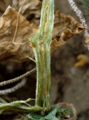 Marked browning of the vessels of this cucumber stem, necrosis of adjacent tissues.  <b> <i> Fusarium oxysporum </i> f.  sp.  <i>cucumerinum</i> </b> (vascular fusarium wilt of cucumber)
