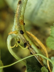 One-sided browning of the stem of this melon accompanied by the emission of drops of gum which quickly brown when oxidizing.  <b> <i> Fusarium oxysporum </i> f.  sp.  <i>melonis</i> </b>