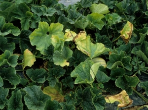 Yellowing, drying out of several leaves, often the oldest ones.  <i> <b> Verticillium dahliae </b> </i> (verticillium wilt)