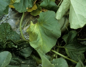 One-sided wilting of the leaf blade accompanied by slight chlorosis.  <b> <i> Verticillium dahliae </i> </b> (verticillium wilt)