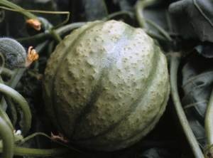This melon is covered with small more or less oily alterations and in relief.  <b> Phytotoxicity </b>