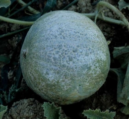 The face of this melon, the most exposed to phytosanitary treatments, is rather uniformly corky and cracked.  <b> Phytotoxicities </b>