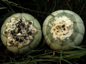 Both of these melons show an oily stylar rot.  The one on the right is partially covered by a thick white mycelium;  on the other, large black sclerotia have formed.  <i> <b> Sclerotinia sclerotiorum </b> </i> (sclerotinia)