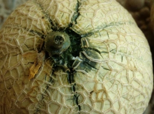 <b> <i> Trichothecium roseum </i> </b> settled on this melon from the peripeduncular bursts, or the cut of the peduncle.  Affected tissues have a dark green tint, and a moist, sour rot gradually sets in.  (pink rot)