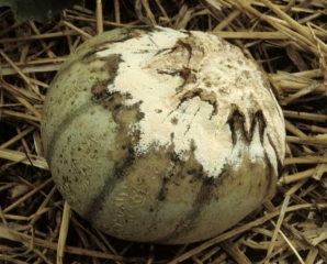 A well-developed rot, covered by pink mold, almost completely occupies the tip of a burst melon.  <b> <i> Trichothecium roseum </i> </b> (pink rot)