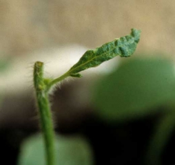 Abnormally threadlike melon leaf due to incomplete leaf blade growth.  <b> Phytotoxicity </b>