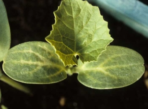 Yellowing of the veins of the 2 cotyledons of a melon seedling.  <b> Phytotoxicity </b>