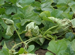 The leaves of this twig suddenly withered and withered, without turning yellow first.  <b> <i> Fusarium oxysporum </i> f.  sp.  <i>melonis</i> </b> (fusarium)