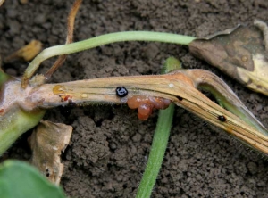 The lesion surrounds practically the entire stem, the tissues are rather necrotic, more or less oxidized gummy exudates bead in places, and <b> <i> Fusarium oxysporum </i> f.  sp.  <i>melonis</i> </b> sporulated locally.  (fusarium)