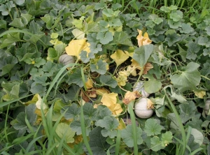 Fusarium is now firmly in place on this melon plant.  Several leaves are now completely yellow, some have wilted and more or less withered away.  <b> <i> Fusarium oxysporum </i> f.  sp.  <i>melonis</i> </b>
