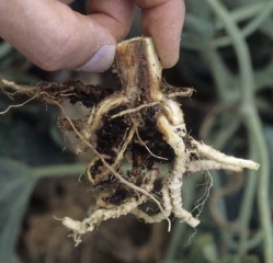 The roots located in the extension of the damaged vessels eventually turn brown and degrade.  <b> <i> Fusarium oxysporum </i> f.  sp.  <i>melonis</i> </b>