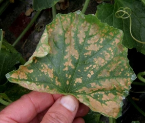 Large necrotic inter-vein areas are now visible on the blade of this melon leaf.  <b> physiological grill </b>