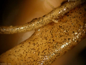 Many pseudo-microsclerotes are arranged in a "mosaic" on this root colonized by <i> <b> Phomopsis sclerotioïdes </b> </i>.  (black root rot)