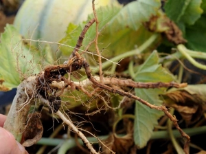 Another example of a root system affected by <i> <b> Phomopsis sclerotioides </b> </i> (black root rot)