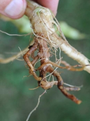 The damage is greater on this root system.  Many roots are rotten, on some the cortex has disappeared.  The altered tissue shows a reddish-brown coloration. <i> <b> Phomopsis sclerotioides </b> </i> (black root rot)