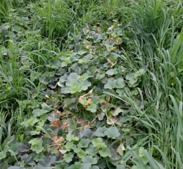 Several lower leaves partially withered on adjacent melon stems.  <i> <b> Phomopsis sclerotioides </b> </i> (black root rot)