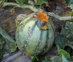 The tissues of this melon fruit, invaded by <b> <i> Rhizopus stolonifer </i> </b>, have liquefied.