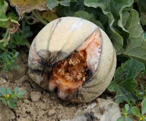The bursting of this fruit allowed <i> <b> Rhizopus stolonifer </b> </i> to enter and invade it, along with other secondary colonizers.  The blackish mold of this fungus is visible in places.