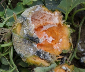 <b> <i> Rhizopus stolonifer </i> </b>, and other secondary invaders, are responsible for the liquefaction of this melon