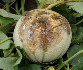 The lesion caused on this fruit by <i> <b> Thanatephorus cucumeris </b> </i> (<i> Rhizoctonia solani </i>) was also partially colonized by at least one secondary invader including the white mycelium is visible in places.