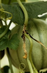 This canker on a more or less dry stem shows in places dark brown gummy exudates.  <i> <b> Sclerotinia sclerotiorum </b> </i> (sclerotinia)