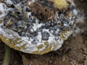 White mycelium and a few large black sclerotia have formed on this fruit with rotten and collapsed tissue.  <i> <b> Sclerotinia sclerotiorum </b> </i>.