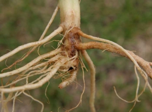 Part of the taproot and some main roots of this root system are affected by <i><b>Thielaviopsis basicola</b></i>.  (black rot)