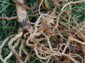 This melon root system is heavily altered by <b> <i> Thanatephorus cucumeris </i> </b> (<i> Rhizoctonia solani </i>).  There are many brown and rotten roots, the collar shows a somewhat corky reddish-brown sleeve.