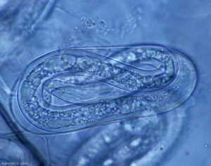 In addition to females, the presence of adult nematodes or young larvae provided with a stylet confirms an attack of <b> <i> Meloidogyne </i> spp. </b> (root-knot nematodes, root-knot nematodes ).